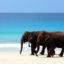 Elephant Beach, Havelock Island (Swaraj Dweep), Andaman and Nicobar Islands, India, Asia