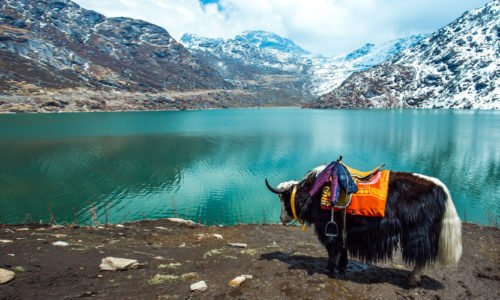 Gangtok - Canggu or Tsomgo Lake