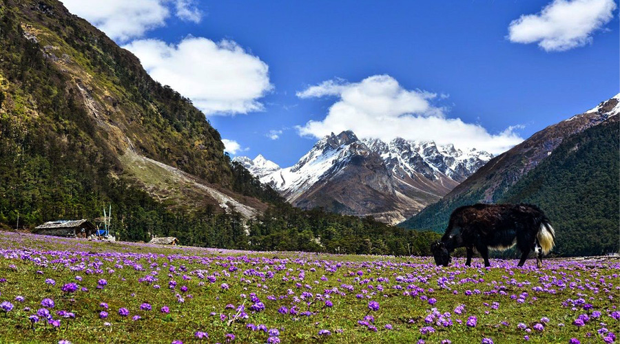 Lachung---Yumthang-Valley