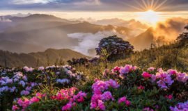 Ranikhet, Uttarakhand, India