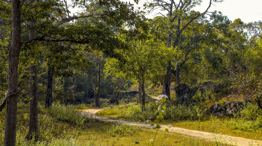 Begur Wildlife Sanctuary, Wayanad, Kerala