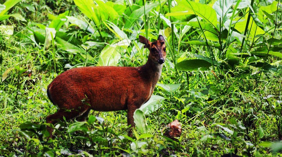 Bhadra Wildlife Sanctuary, Chikmagalur, Karnataka