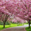 Cherry Blossom, Shillong