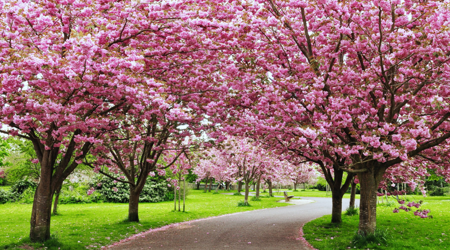 Cherry Blossom, Shillong