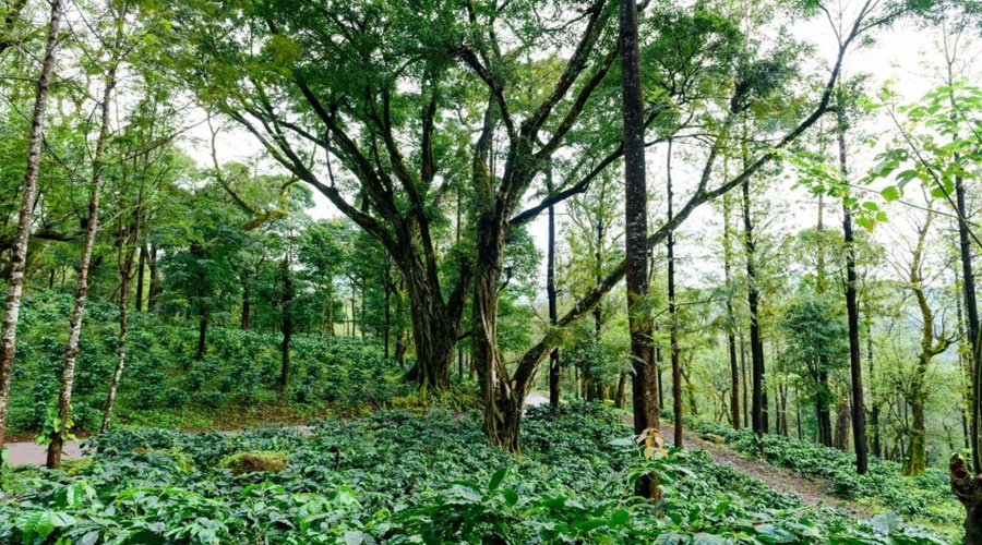 Chikmagalur, Karnataka