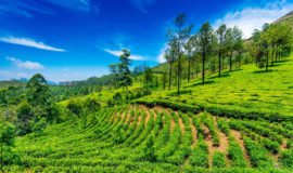 Coonoor, Ooty, Tamil Nadu