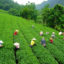 Darjeeling, North East, India