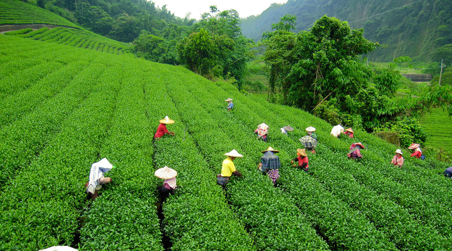 Darjeeling, North East, India