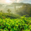 Idukki, Munnar, Kerala