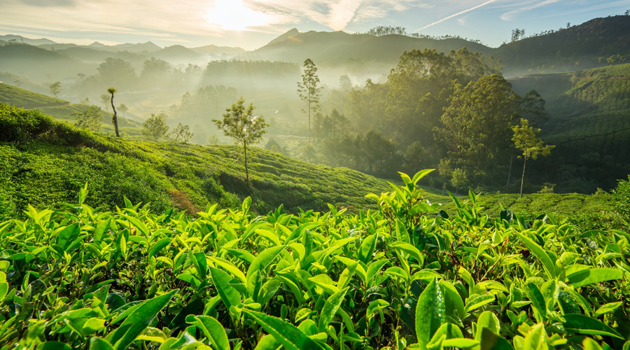 Idukki, Munnar, Kerala