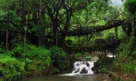 Living Root Bridges, Cherrapunji, Meghalaya