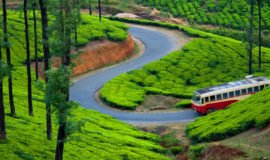 Tea Garden, Munnar, Kerala