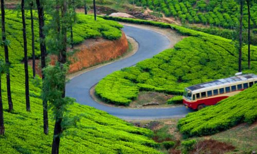 Tea Garden, Munnar, Kerala