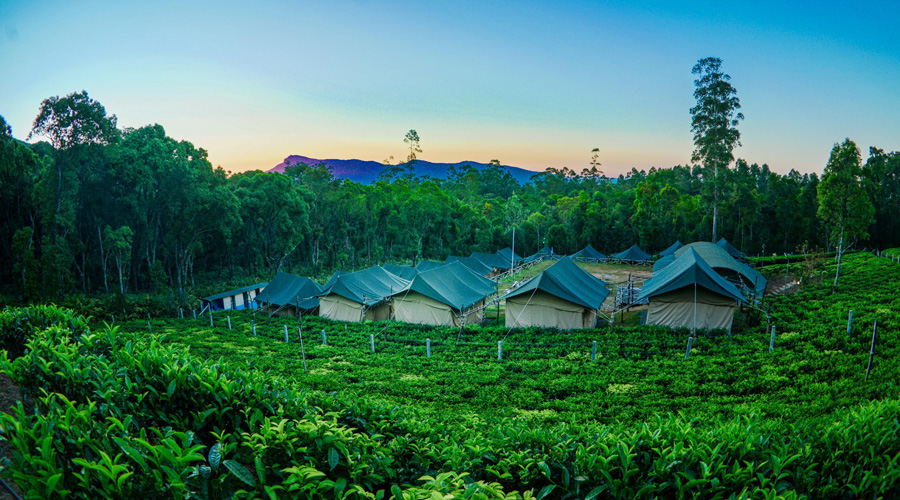 Tea Garden, Munnar, Kerala