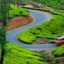 Tea Garden, Munnar, Kerala