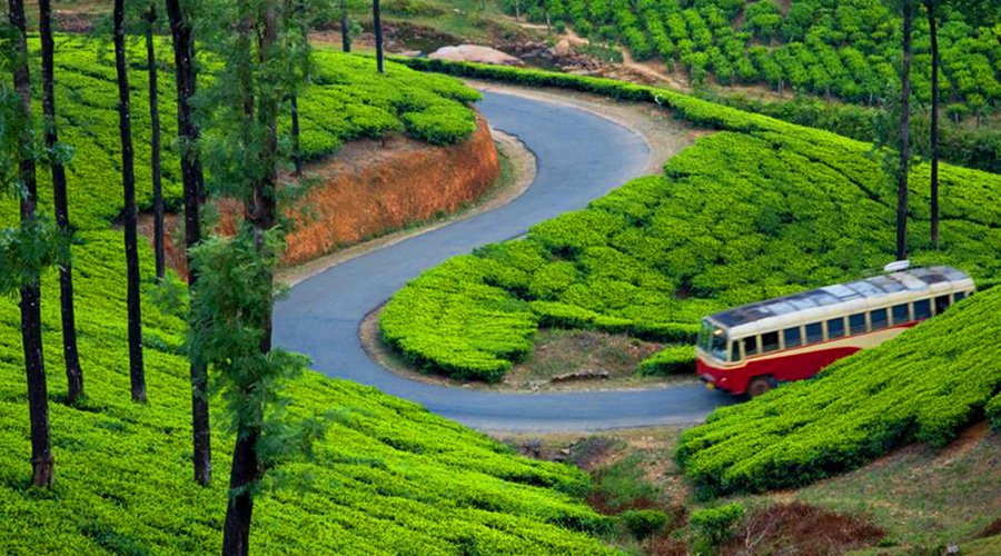 Tea Garden, Munnar, Kerala