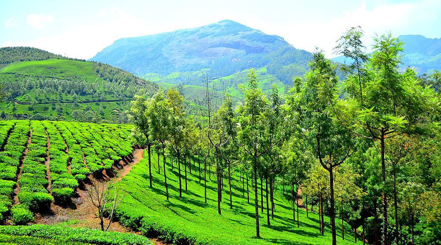 Munnar, Kerala