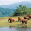 Periyar National Park, Thekkady, Kerala