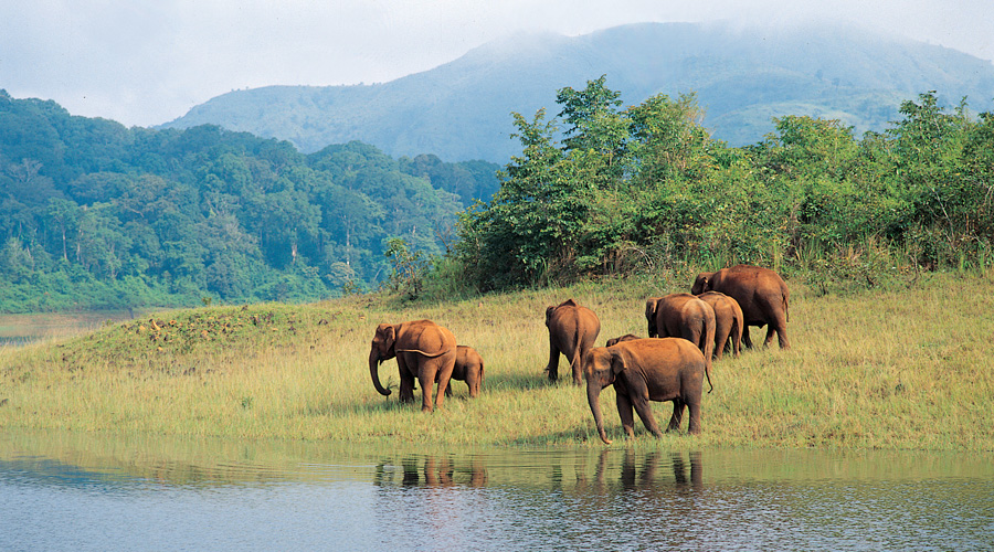 Periyar National Park, Thekkady, Kerala