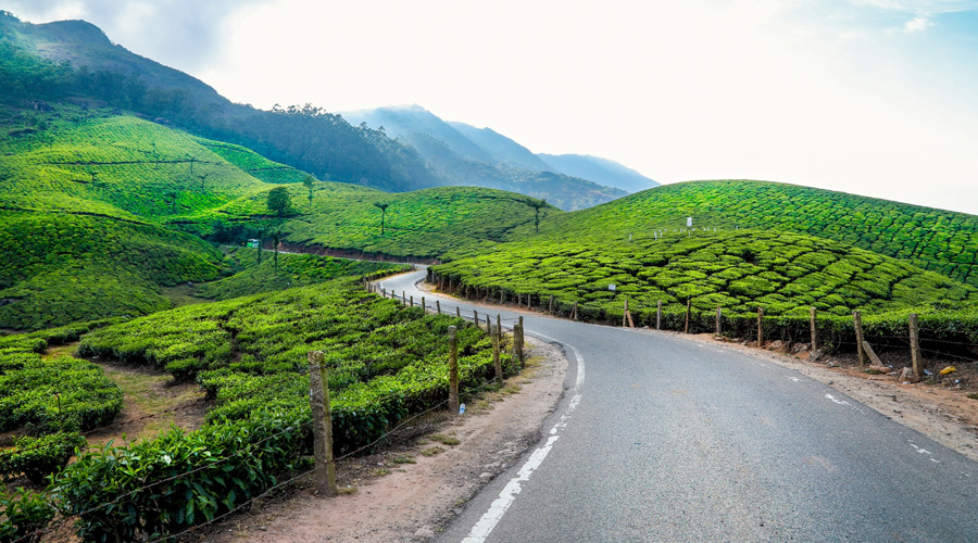 Tea Garden, Munnar, Kerala