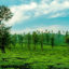 Tea Garden, Wayanad, Kerala