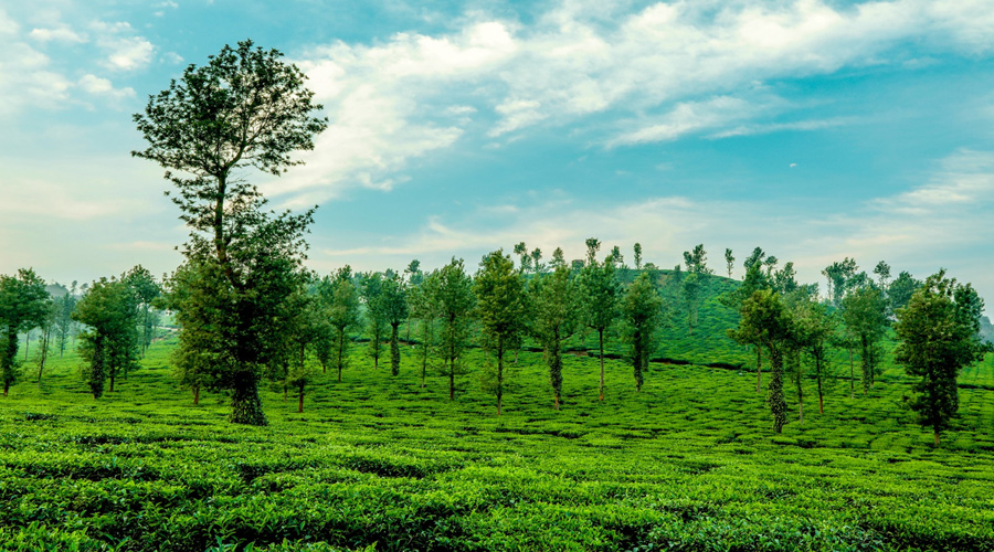 Tea Garden, Wayanad, Kerala