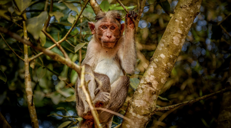 Tholpetty Wildlife Sanctuary, Wayanad, Kerala