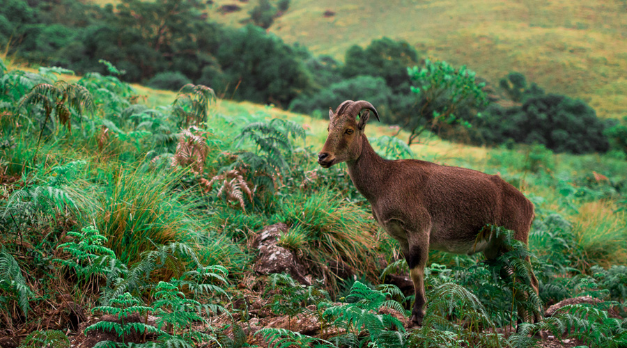 Eravikulam National Park, Munnar, Kerala