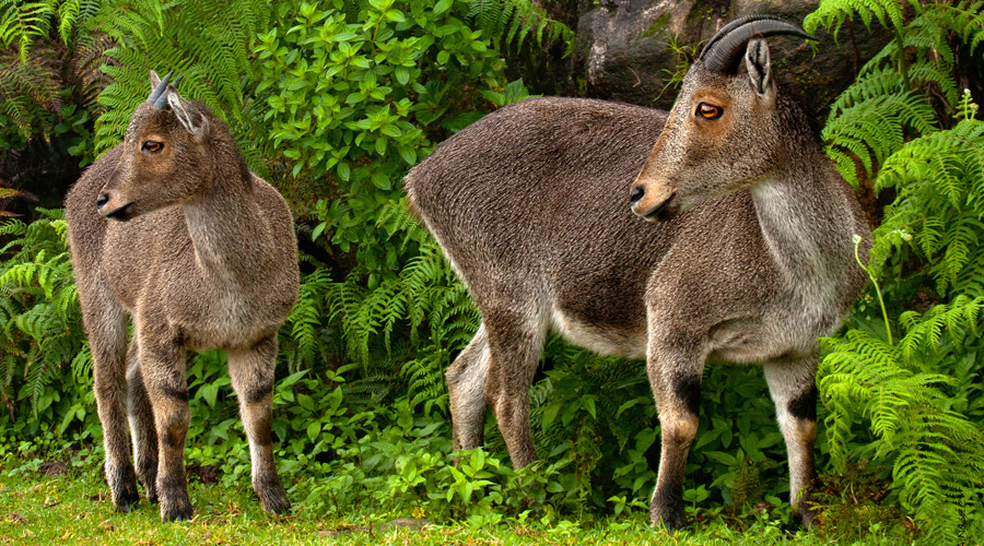 Eravikulam National Park, Munnar, Kerala