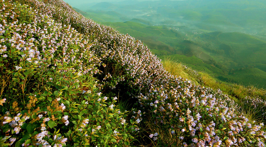 Eravikulam National Park, Munnar, Kerala