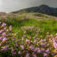 Eravikulam National Park, Munnar, Kerala