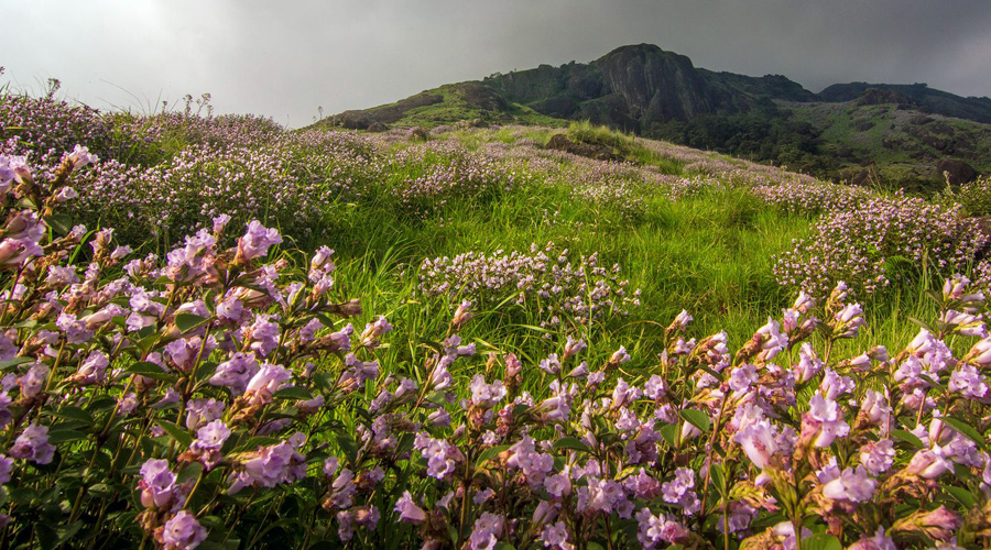 Eravikulam National Park, Munnar, Kerala