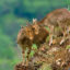 Eravikulam National Park, Munnar, Kerala