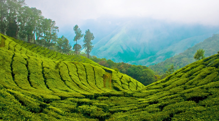 Devikulam, Munnar, Kerala