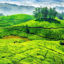 Munnar, Kerala