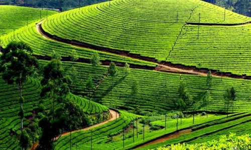 Devikulam, Munnar, Kerala