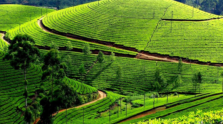 Devikulam, Munnar, Kerala