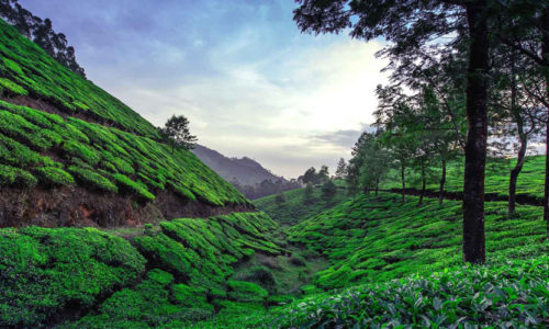 Munnar, Kerala