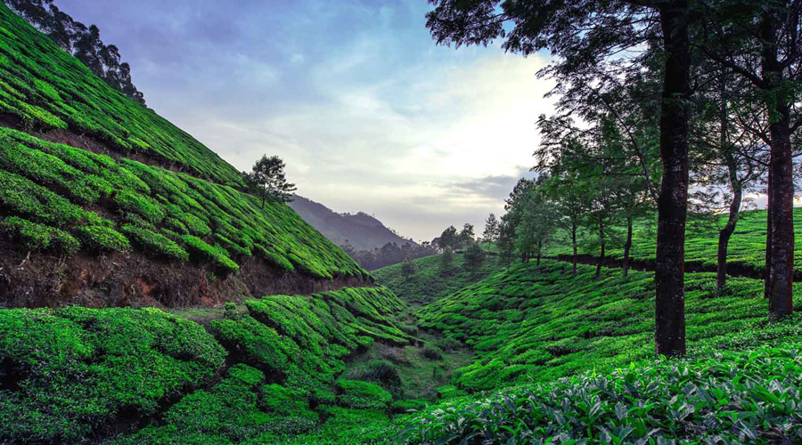 Munnar, Kerala