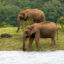 Periyar National Park, Thekkady, Kerala