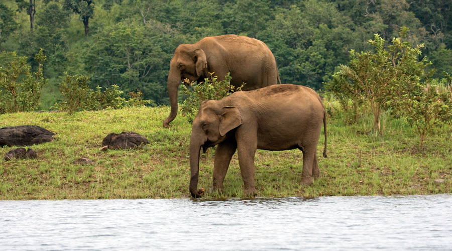 Periyar National Park, Thekkady, Kerala