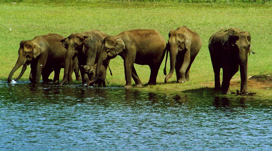 Periyar National Park, Thekkady, Kerala