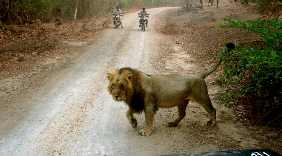 Gir National Park, Sasan Gir, Gujarat, India