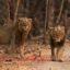Gir National Park, Sasan Gir, Gujarat, India