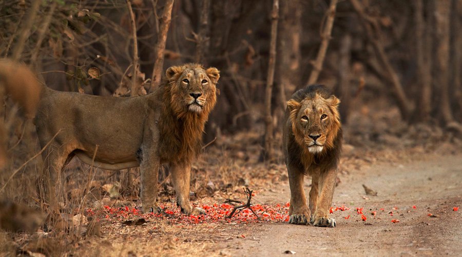 Gir National Park, Sasan Gir, Gujarat, India