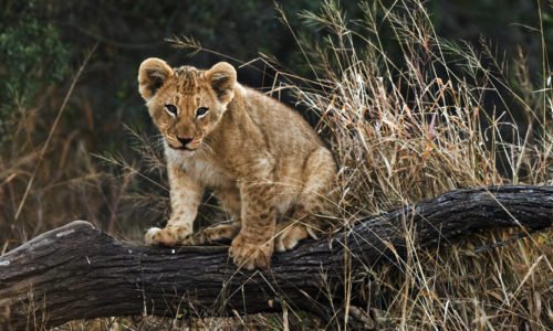 Gir National Park, Sasan Gir, Gujarat, India