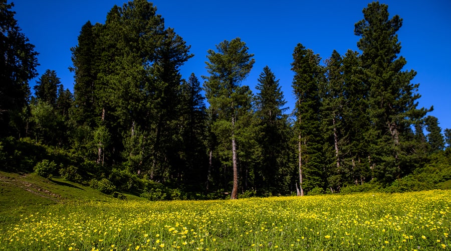 Baisaran Valley, Pahalgam, Jammu and Kashmir, India