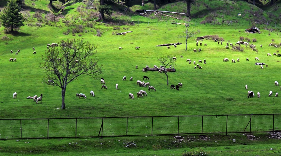 Baisaran Valley, Pahalgam, Jammu and Kashmir, India