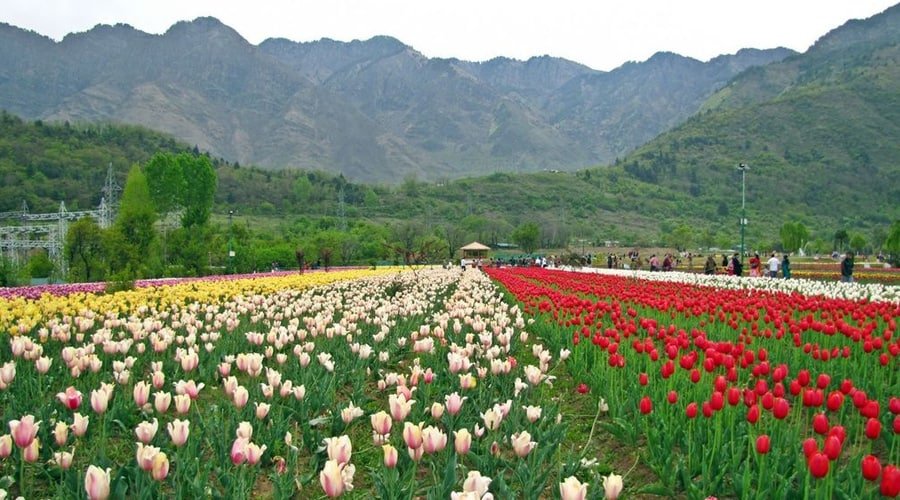 Indira Gandhi Memorial Tulip Garden, Srinagar, Jammu and Kashmir, India