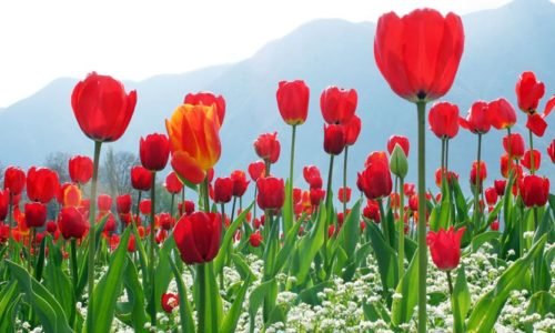 Indira Gandhi Memorial Tulip Garden, Srinagar, Jammu and Kashmir, India